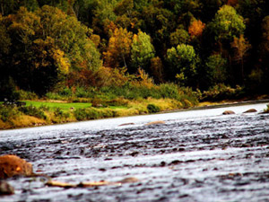 Renous River at Pineville