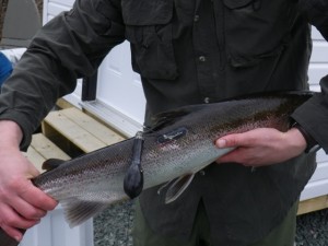 Photo taken April 20, 2012 at Red Bank by Rick Cunjak just after attaching pop-off transmitter.