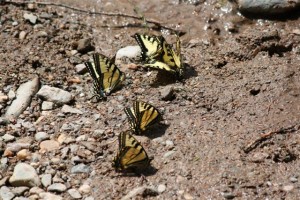 If the river-lore about Yellow Butterflies is true, there should be fish as Dave Ingersoll aptly captures a cluster of yellows on the Northwest Miramichi