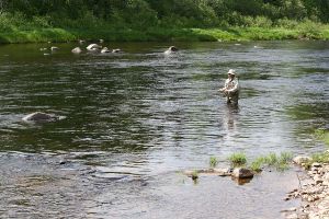 Angler tries his luck on the Northwest Miramichi