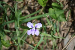 NB's provincial flower: Purple Violet