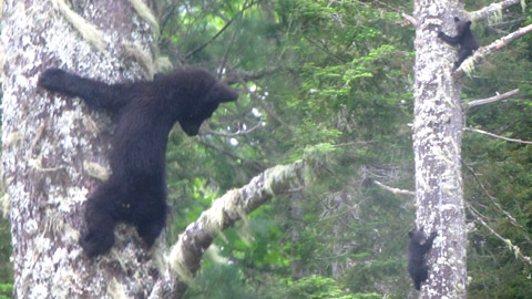 Young bears caught on camera by Kendall Sturgeon in the Cains River area last week.