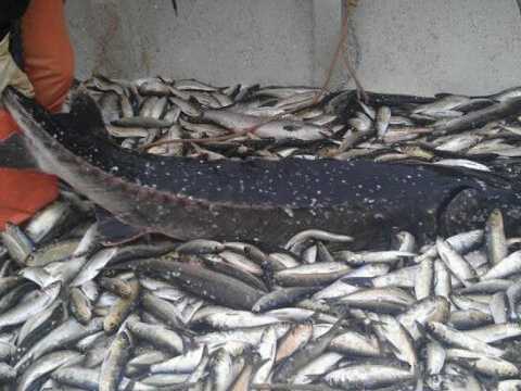 Sturgeon caught in gaspereaux net on Miramichi this past week