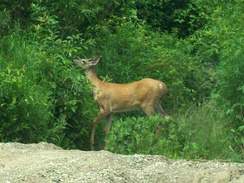 Deer at Wayerton July 9th, 2012. Photo by David Ingersoll