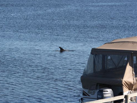 "Whale" at Richie Wharf