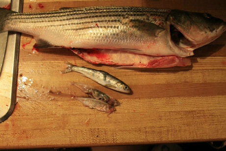 Smolt and brook trout from stomach of bass