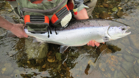 36 Inch, 18.2 pound salmon caught by Hilaire Chiasson of Lamèque NB on the Northwest Miramichi using a Green Machine White Tail. Photo by René Ferron.