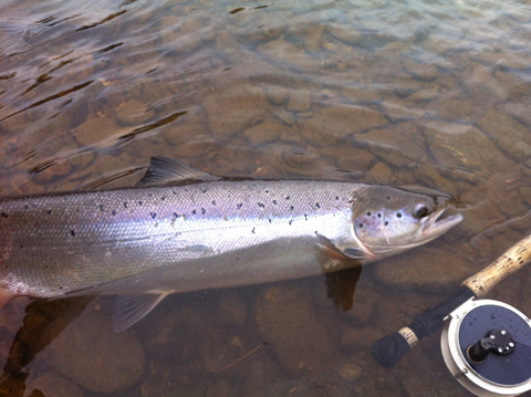 Rodney Colford landed this 15 pounder on May 22 around 7pm on the Northwest Miramichi. Landed on a Green Machine with white tail. This was the only one he saw.