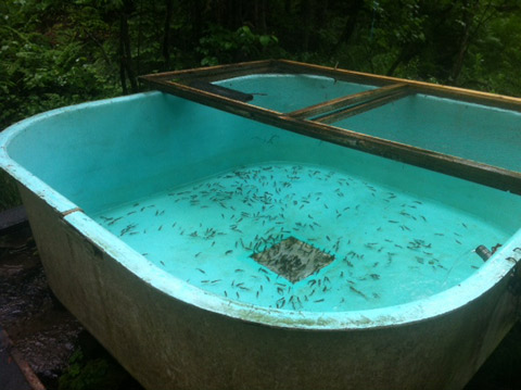 Salmon Fry in Satellite Tank