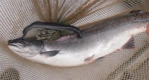 Lamprey Eel on a salmon at the Millerton Trapnet on the Main Southwest Miramichi