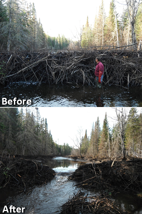 beaverdam