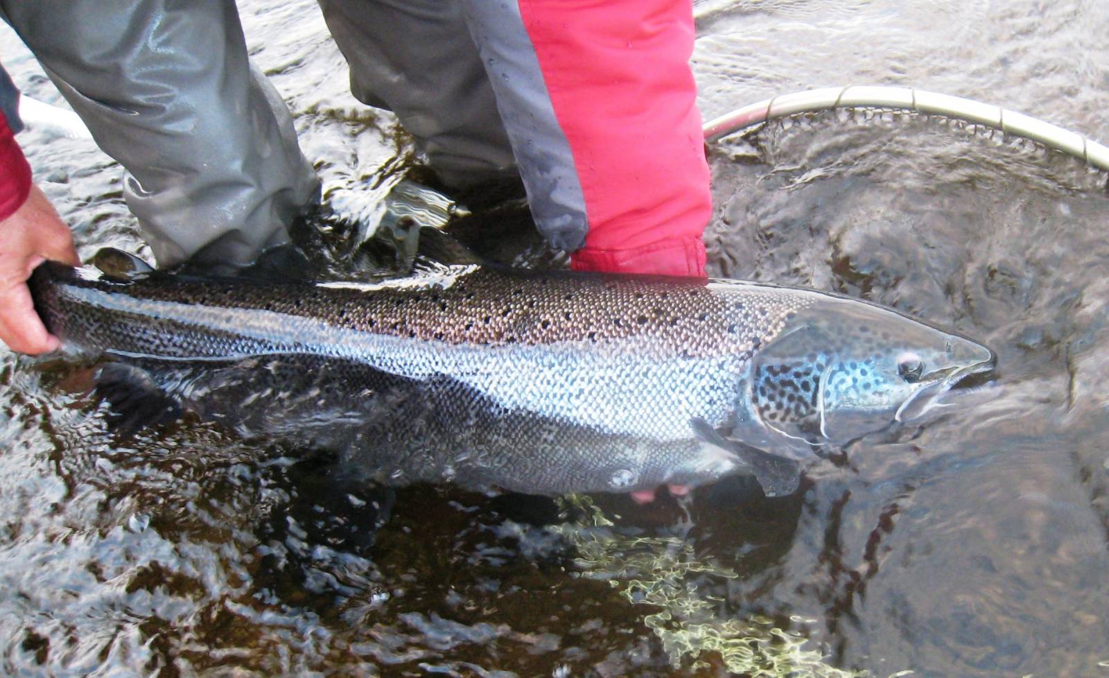 Teddy’s Eve Atlantic Salmon Blog