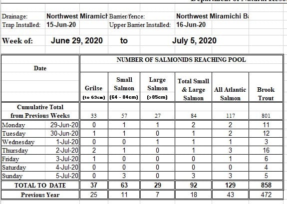 July Miramichi Salmon Report